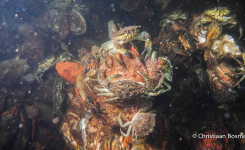 Krabben en nog eens krabben bij Preekhil - overal leven - Foto: Christiaan Bosma
