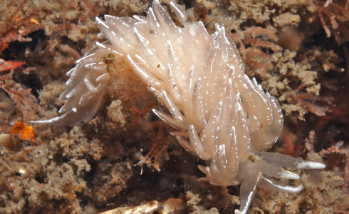 Naaktslak Kristalwitte eiereter (Favorinus blianus) ontdekt tijdens duikexpeditie - Foto: Arjan Gittenberger