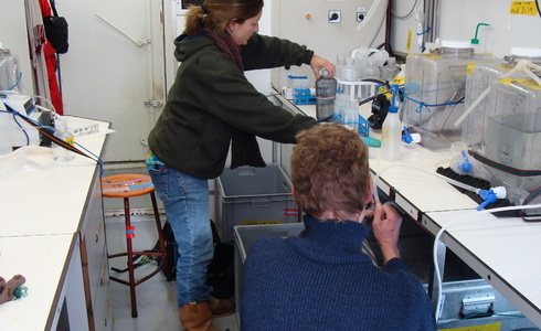 Kristina Mojica aan het werk in een labcontainer aan boord van RV Pelagia - Foto: NIOZ