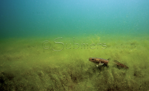 Kwabaal in kranswier- en algenlandschap - Foto: J. Bosveld, Bureau Submers