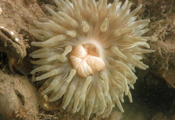 Witte zeedahlia op de eerste reefball op duikplaats Kerkweg, Den Osse - Foto: Hans Heijmans