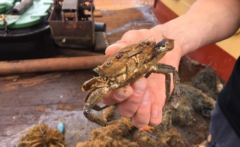 Krabben en andere dieren worden bevrijd uit oude netten - Foto: Pascal van Erp