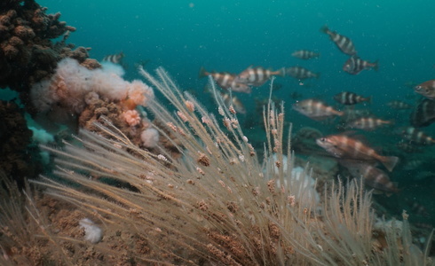 Zeespriet-kroonslak (Doto pinnatifida), Noordzee, 2016 - Foto: Onderwaterbeelden.nl