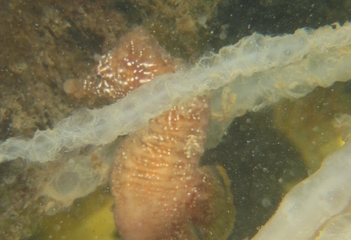Zeepaardje bij de Zeelandbrug - juli 2016 - Foto: Eduard Bello