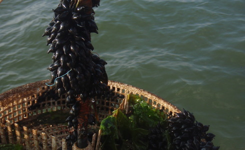 Sepia-eieen op een mandje mosselen in de Waddenzee - Foto: Nico Laros / Waddenunit