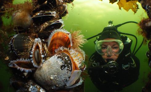 Winnende foto groothoek met duiker Nederlands Kampioenschap Onderwaterfotografie 2016 - Foto: Raymond Wennekes