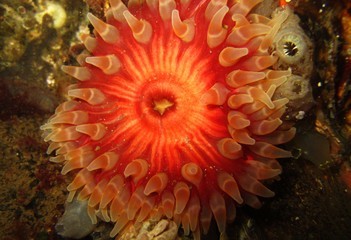 Zeedahalia op het Kabbeleraarsrif - Scharendijke West - Foto: Ren&eacute; Koolen