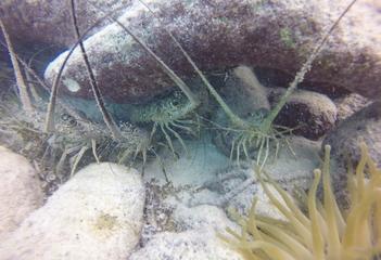 Langoestines bij duikplaats Cai, Bonaire - Foto: Wil Stutterheim