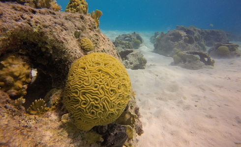 Reefballs bij Playa Porto Marie, Curaçao - Foto: Wil Stutterheim