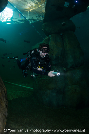 Duiker zwemt door onderwatergrot in TODI - Foto: Yoeri van Es Fotografie