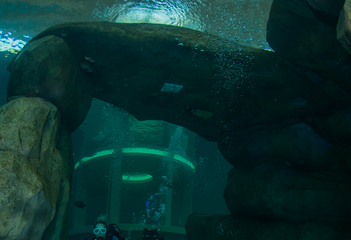 Duikers in onderwatergrot in TODI - Foto: Yoeri van Es Fotografie