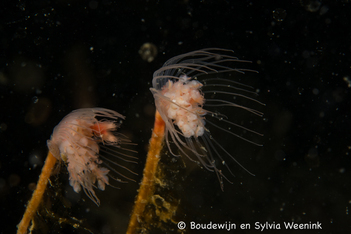Kokerwormen bij de Zeelandbrug - Foto: Sylvia Weenink