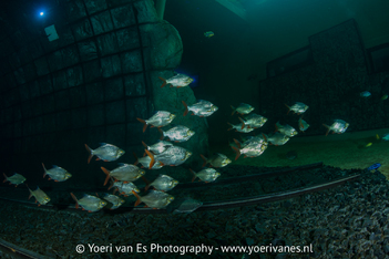 Subtropische vissen in indoorduikcentrum TODI - foto Yoeri van Es