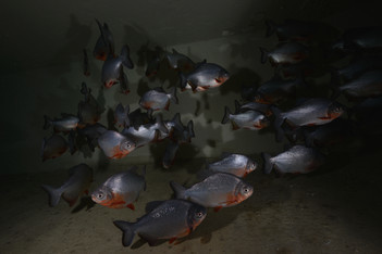 Subtropische vissen in indoorduikcentrum TODI - Foto: TODI