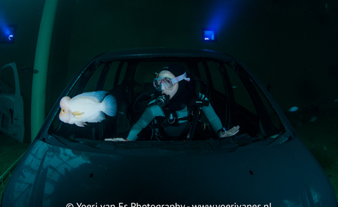 Duiker bekijkt vis vanuit autowrak in TODI - Foto: Yoeri van Es Fotografie
