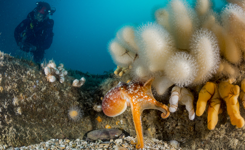 Octopus op de Doggersbank - Foto: Udo van Dongen