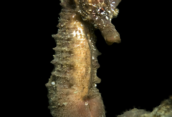 Zeepaardje bij Anna-Jacobapolder - Foto: Rudy van Geldere (augustus 2017)