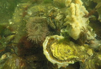 Zeedahlia op 3,4 meter recht voor de steiger op de Kerkweg - Foto: Wil Stutterheim