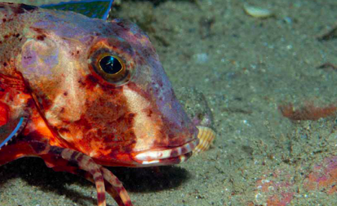 North Sea fish and their remains - kaft