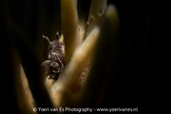 Bruine plooislak op geweispons bij Sint Annaland - Foto: Yoeri van Es Onderwaterfotografie