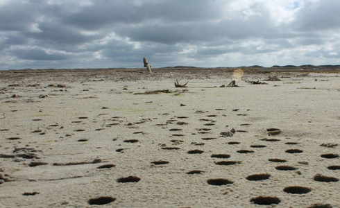 Aanzicht van bemonstering van microbiële matten (strandgaten) - Foto: Henk Bolhuis