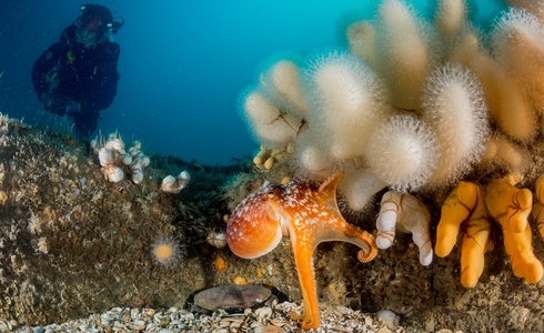 Octopus op de Doggersbank - Foto: Udo van Dongen / Duik de Noordzee Schoon