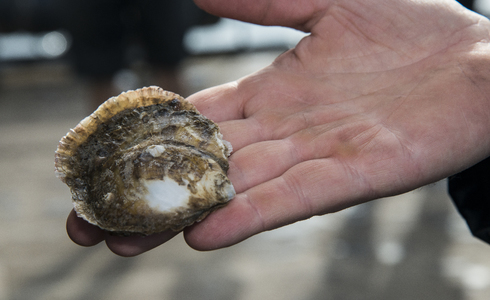 Platte oester - Foto: Udo van Dongen